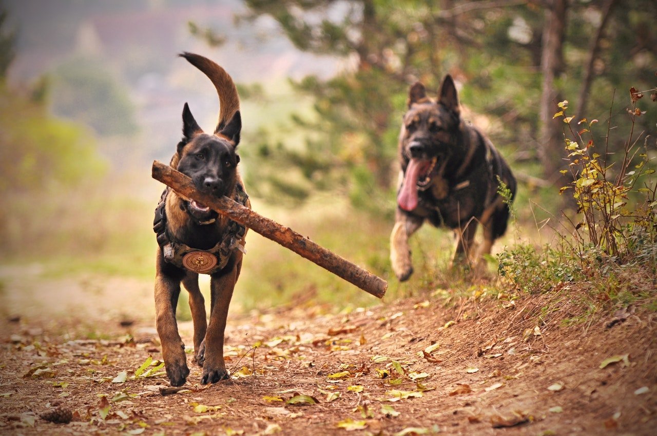 Owczarek niemiecki - jeden z najmądrzejszych psów